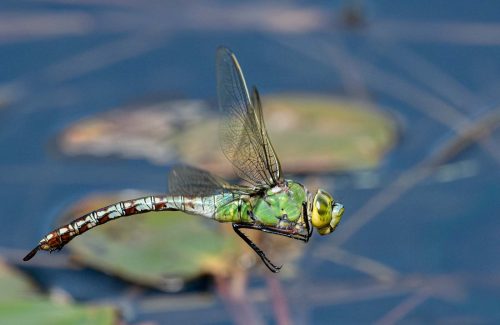 Emperor-Flyby by Richard Jakobson