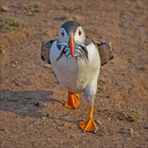 Striding-Out by Tony Marsh