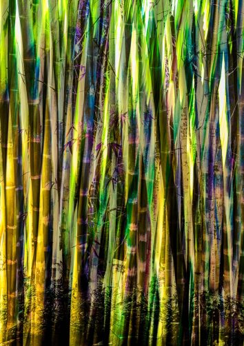 Spanish-Bamboo by Richard Jakobson
