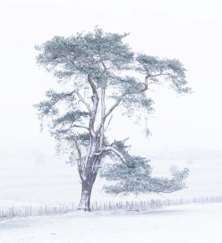 Scots-Pine by Ken Rennie
