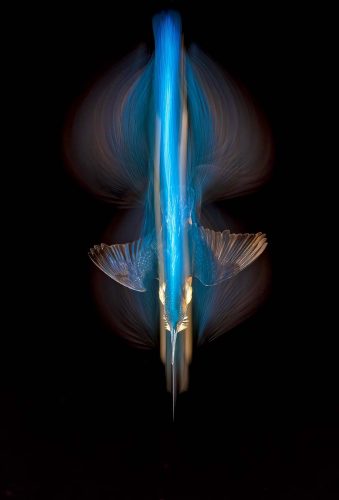 Turquoise-Streak by Simon Roberts