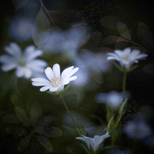 Evening-Stitchwort by Ann Healey