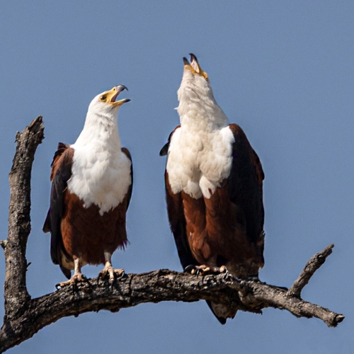 Fish-Eagle-Foreplay by Marilyn Woodthorpe