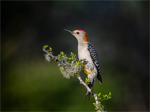 Golden-Fronted-Woodpecker by Ronnie Gilbert