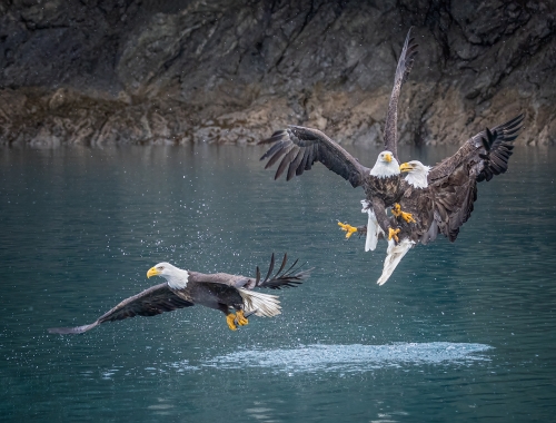 Hey-has-he-got-our-fish by Alan Walker