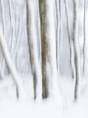 Impressions-of-Silver-Birches-in-a-Blizzard by Julie Walker