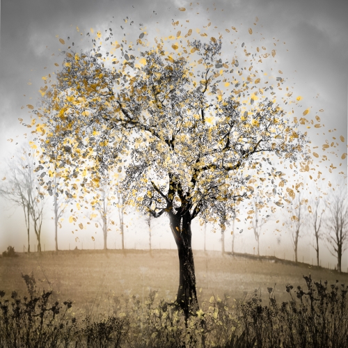 Last-Tree by Anne Healey