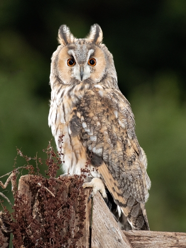 Long-eared-Owl by Julie Walker