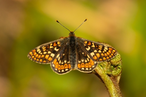 Marsh-Fritillary by Tony Marsh