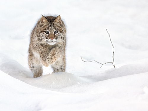 Bobcat-Hunting-in-Snow by Julie Walker