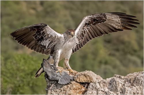 Bonellis-Eagle-with-Pigeon by Ronnie Gilbert