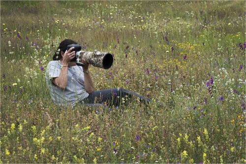 Butterfly-photography-in-a-wildflower-meadow by Carol Minks