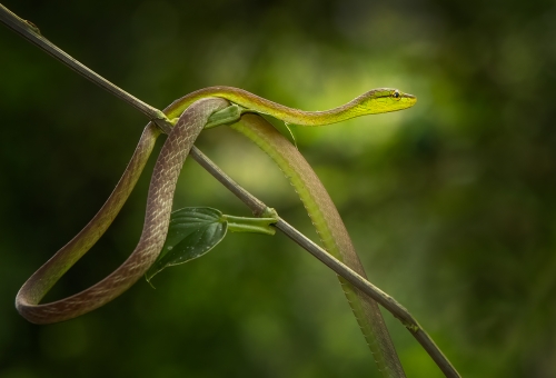 Cloud-Forest-Snake by Alan Walker