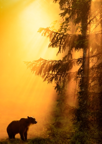 Dawn-Bear by Simon Roberts