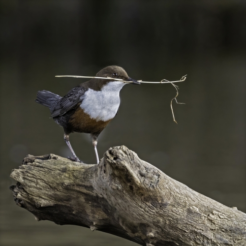 Dipper-with-Nest-Material by Tony Marsh
