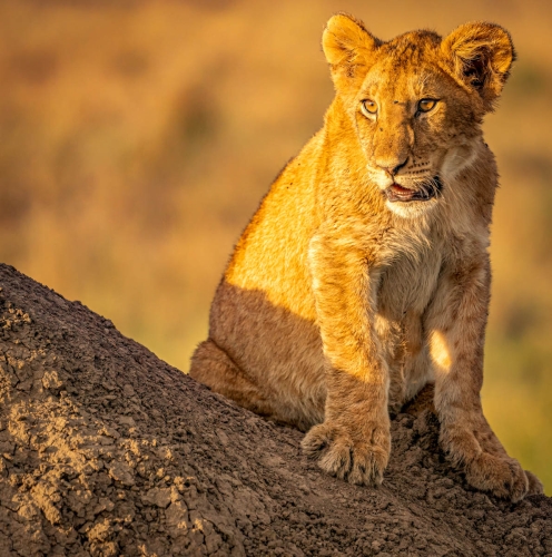 Evening-Golden-Hour by Mike Kidd