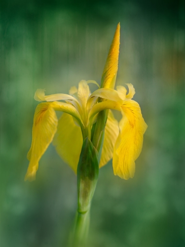 Iris by Ade Gidney