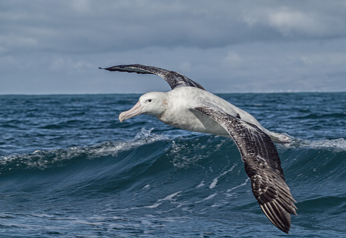 Albatross by David Rayment