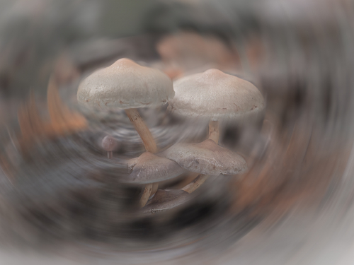 Mushrooms by David Woodthorpe