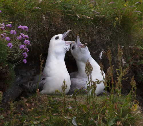 And Your Bird can Sing by Tricia Rayment