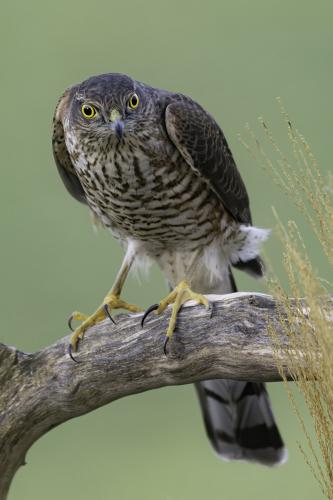 Bright Eyes by Tony Marsh