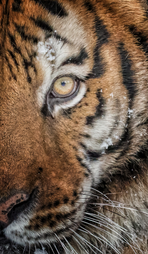 Eye of the Tiger by Alan Walker 