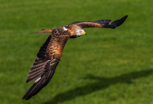 Fly Like and Eagle by Tom Stenhouse