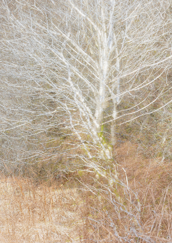 I Talk To The Trees by Keith Snell