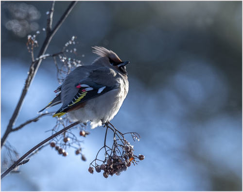 In The Bleak Midwinter by Carol Minks