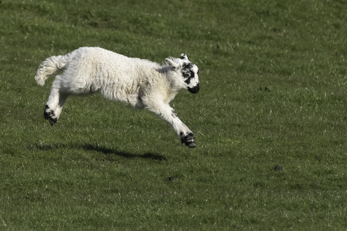 Jumping Jack Flash by Tony Marsh