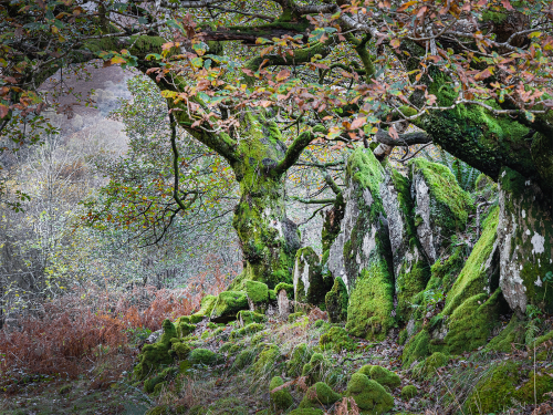 Moss Garden by David Woodthorpe