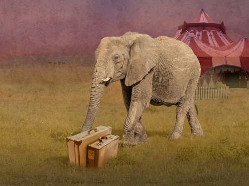 Nellie the Elephant by Julie Walker