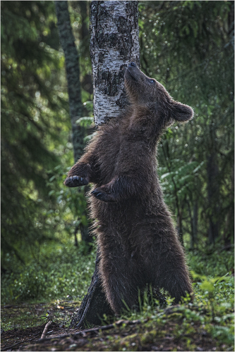 The Bear Necessity by Carol Minks