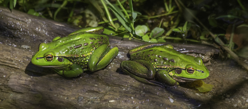 The Frog Song by Tricia Rayment