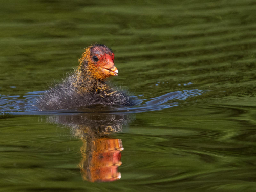 The Ugly Duckling by Simon Roberts