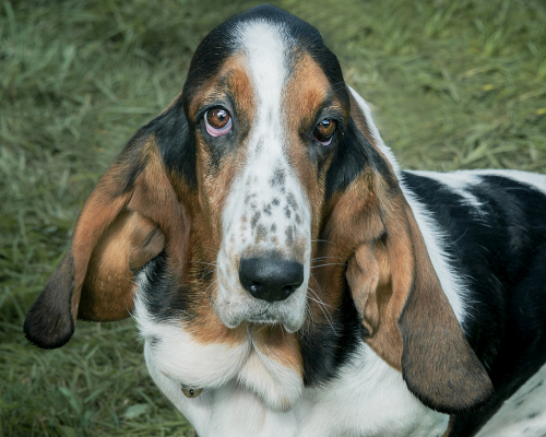 You Aint Nothin But A Hound Dog by Ted Jordan