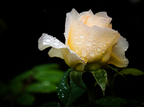 The Yellow Rose of Texas by Barbara Rowland