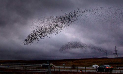 David Price-Starling-Murmuration